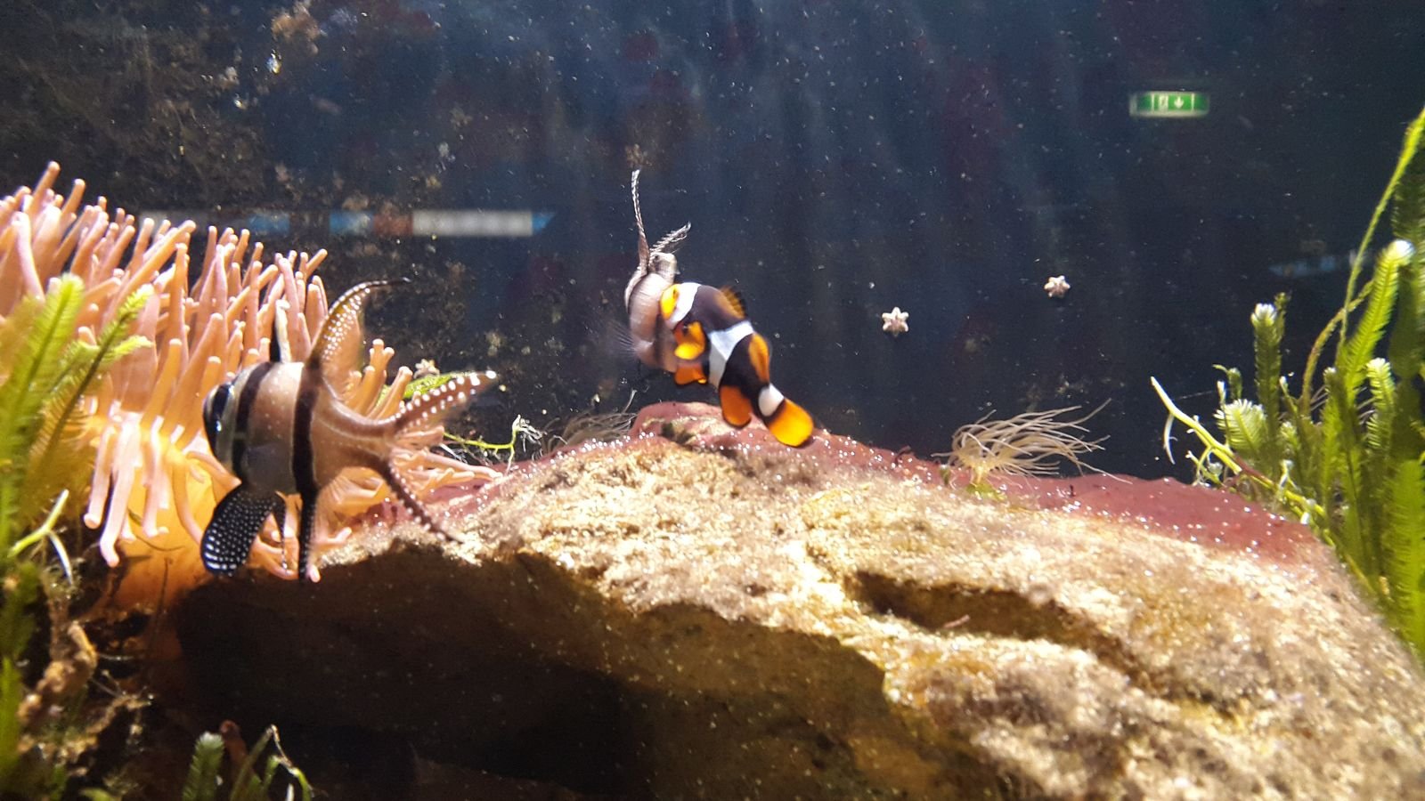 PYP2 in Haus des Meeres