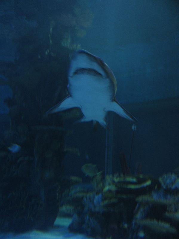 Oceanárium Budapešť