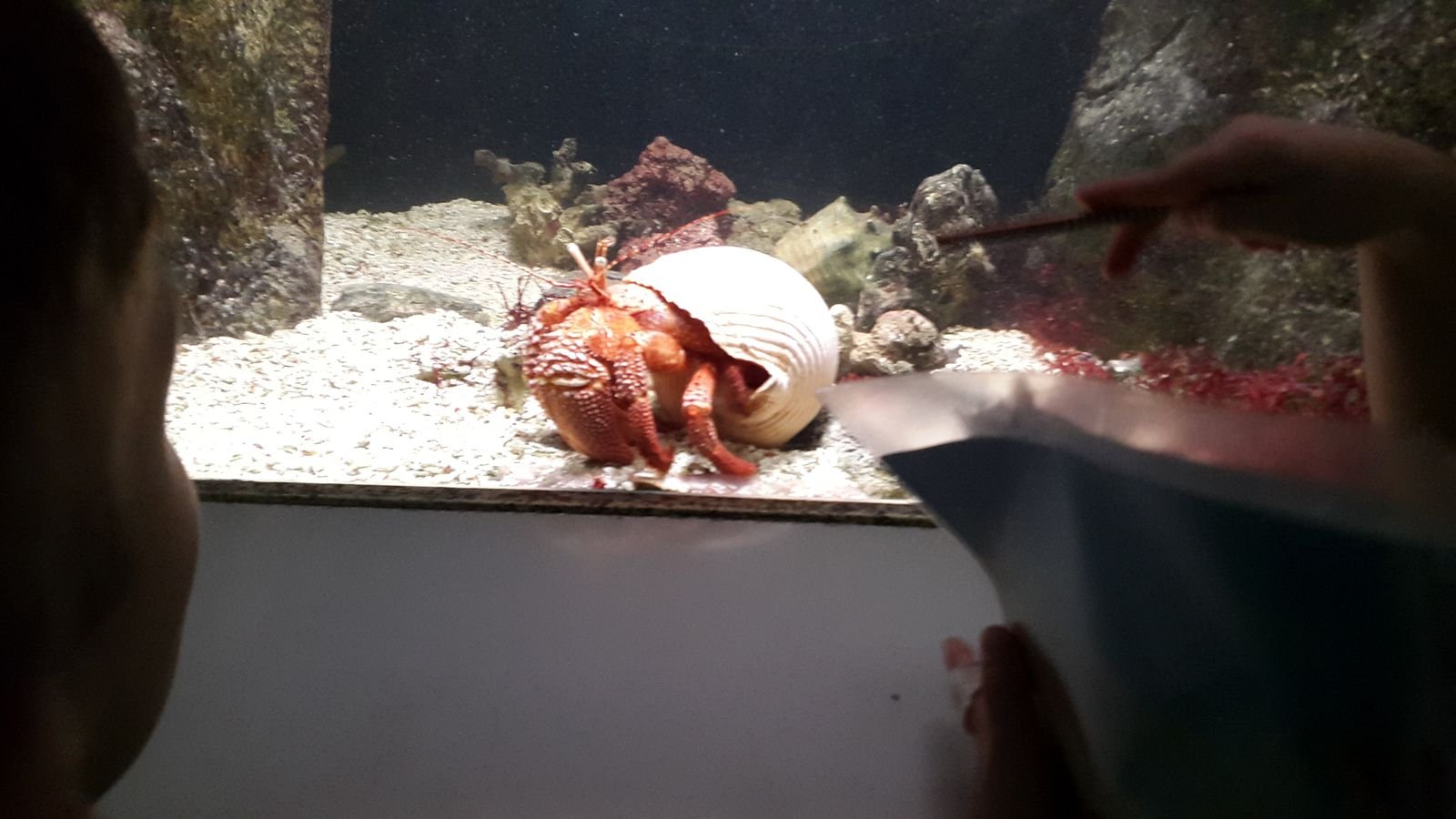 PYP2 in Haus des Meeres