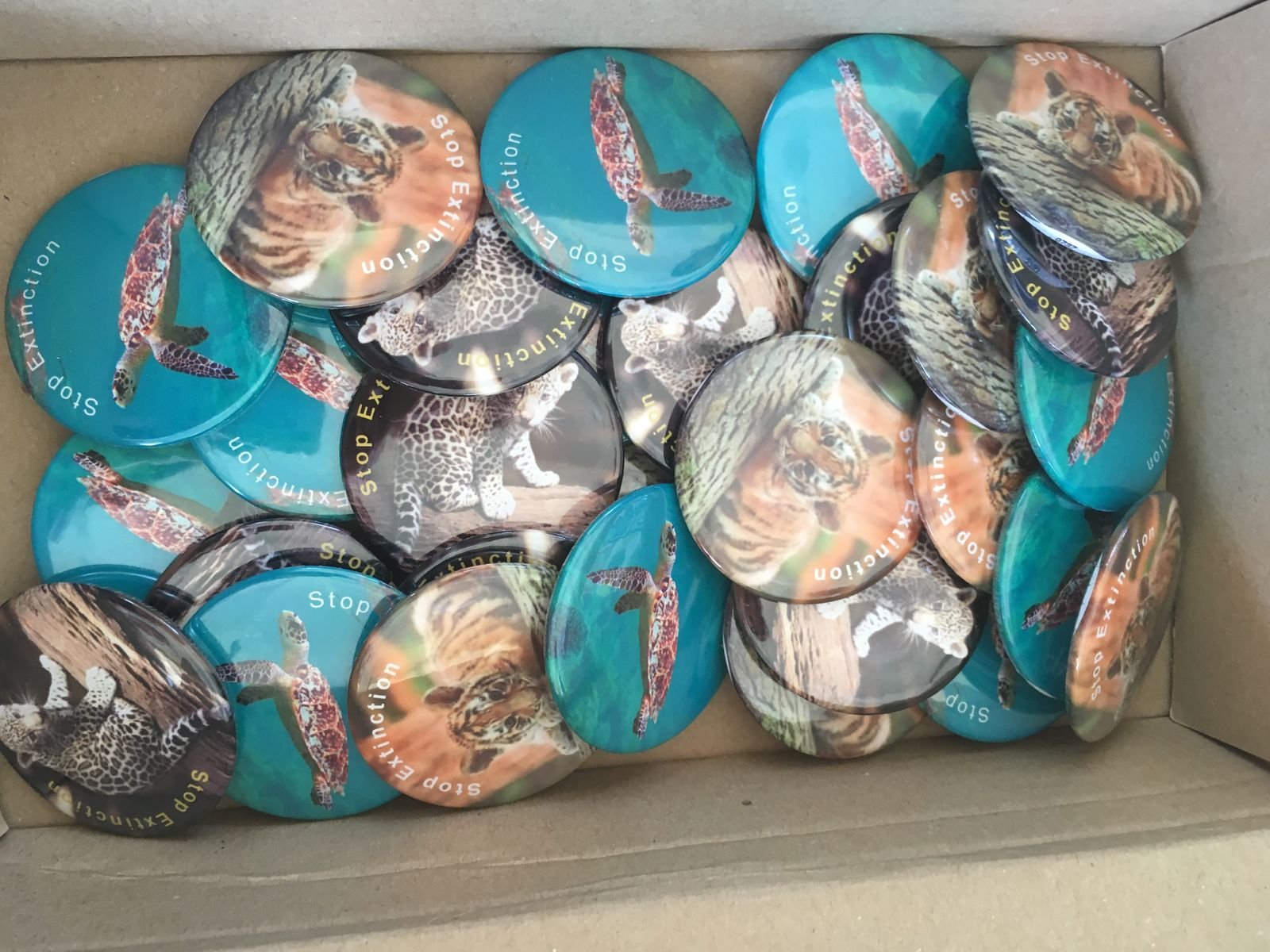 PYP 5 Exhibition Day June 2018