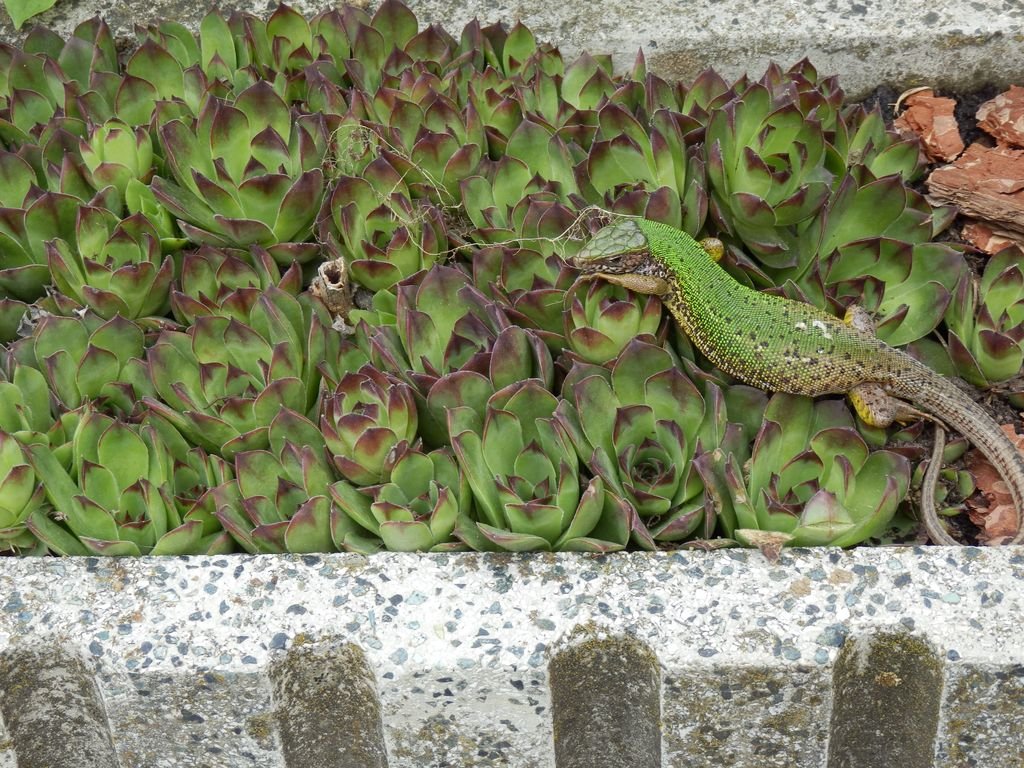 Euroškola - Škola v prírode - prvý stupeň ZŠ (PYP SJ)