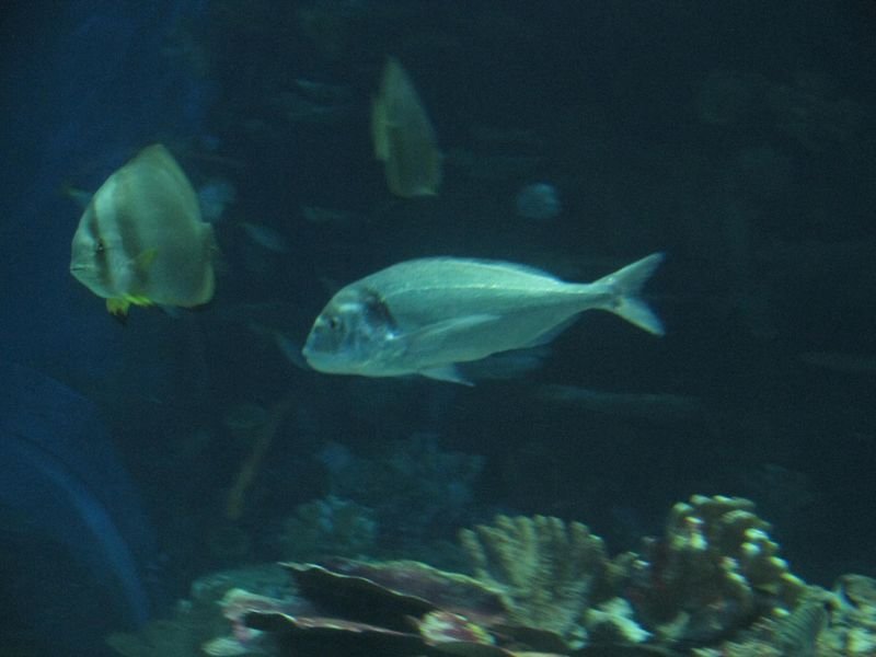 Oceanárium Budapešť