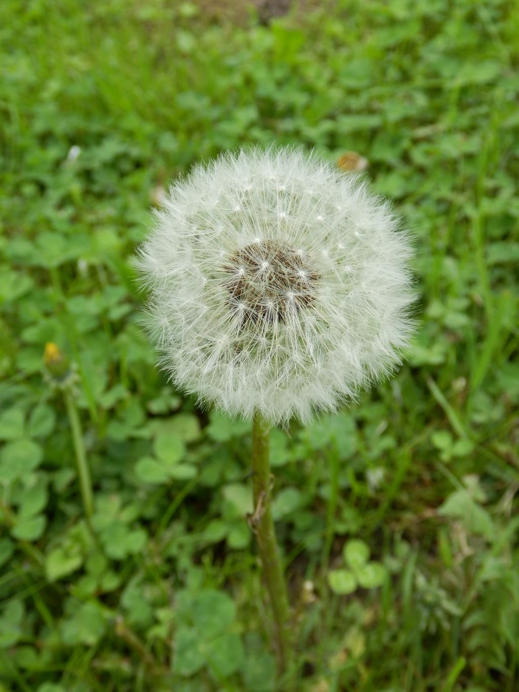 Euroškola - Škola v prírode - prvý stupeň ZŠ (PYP SJ)