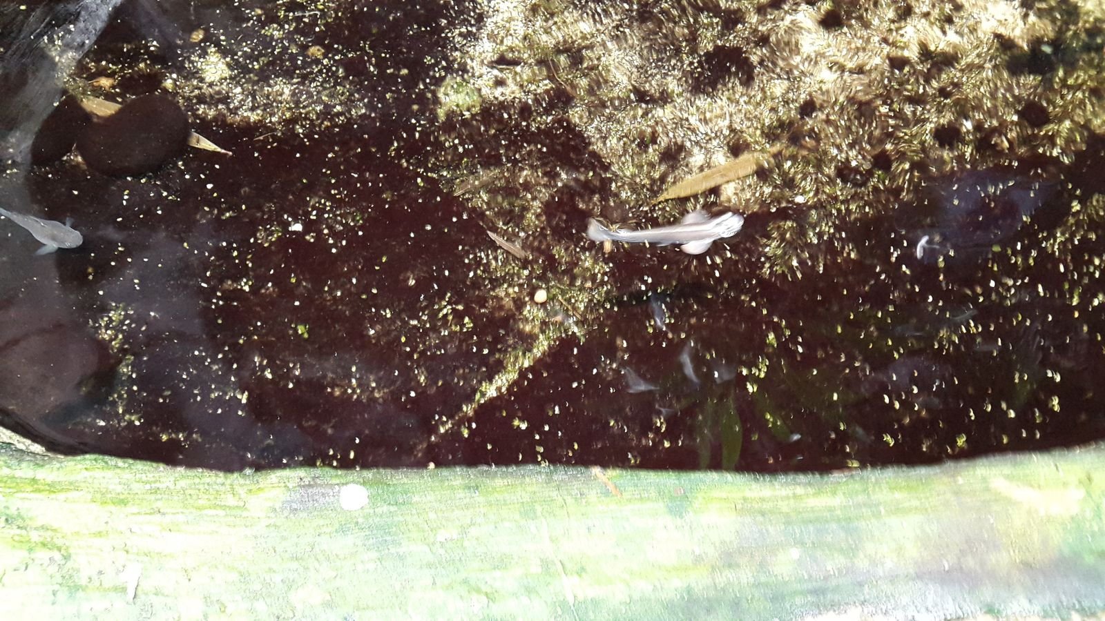 PYP2 in Haus des Meeres