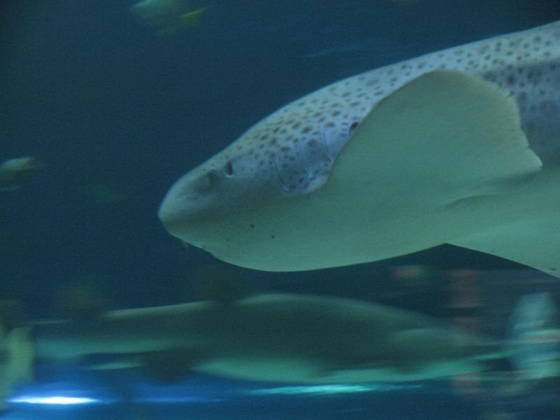 Oceanárium Budapešť
