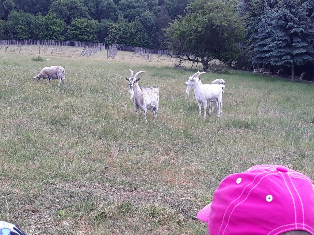 PYP1 - Trip to Farm April 2018