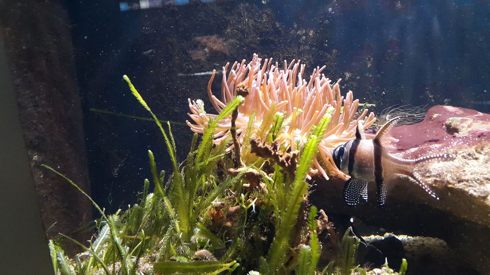 PYP2 in Haus des Meeres